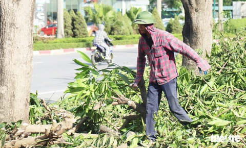 Hàng loạt cây xanh thành phố Vinh bị vặt trụi trong nắng nóng 40 độ - Ảnh 3. Hàng loạt cây xanh thành phố Vinh bị vặt trụi trong nắng nóng 40 độ - Ảnh 3.