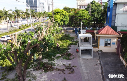 Hàng loạt cây xanh thành phố Vinh bị vặt trụi trong nắng nóng 40 độ - Ảnh 4. Hàng loạt cây xanh thành phố Vinh bị vặt trụi trong nắng nóng 40 độ - Ảnh 4.