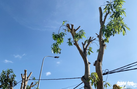 Hàng loạt cây xanh thành phố Vinh bị vặt trụi trong nắng nóng 40 độ - Ảnh 11. Hàng loạt cây xanh thành phố Vinh bị vặt trụi trong nắng nóng 40 độ - Ảnh 11.