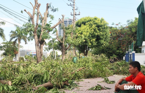 Hàng loạt cây xanh thành phố Vinh bị vặt trụi trong nắng nóng 40 độ - Ảnh 6. Hàng loạt cây xanh thành phố Vinh bị vặt trụi trong nắng nóng 40 độ - Ảnh 6.