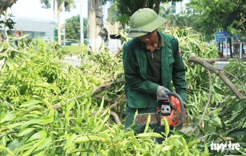 Hàng loạt cây xanh thành phố Vinh bị vặt trụi trong nắng nóng 40 độ - Ảnh 8. Hàng loạt cây xanh thành phố Vinh bị vặt trụi trong nắng nóng 40 độ - Ảnh 8.
