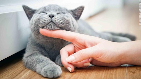 Phụ nữ không thích hẹn hò với đàn ông yêu mèo? - Ảnh 1. Phụ nữ không thích hẹn hò với đàn ông yêu mèo? - Ảnh 1.