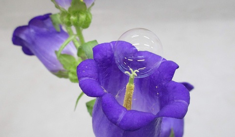 Dùng bong bóng xà phòng thụ phấn cho hoa - Ảnh 1. Dùng bong bóng xà phòng thụ phấn cho hoa - Ảnh 1.
