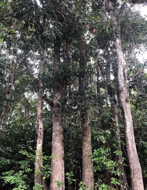 Chuẩn bị chặt hàng ngàn cây dầu tự nhiên ở Côn Đảo để làm khu tái định cư - Ảnh 5. Chuẩn bị chặt hàng ngàn cây dầu tự nhiên ở Côn Đảo để làm khu tái định cư - Ảnh 5.