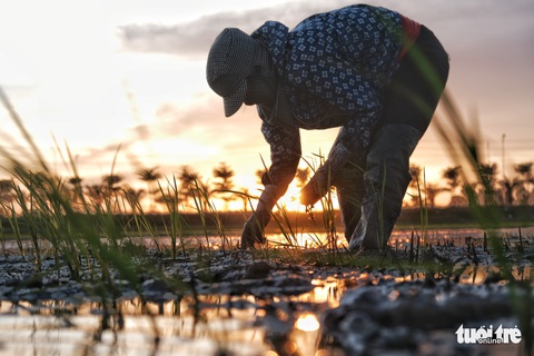 Tránh nắng nóng 40 độ, nông dân Hà Nội đi cấy lúa từ giữa khuya - Ảnh 7. Tránh nắng nóng 40 độ, nông dân Hà Nội đi cấy lúa từ giữa khuya - Ảnh 7.