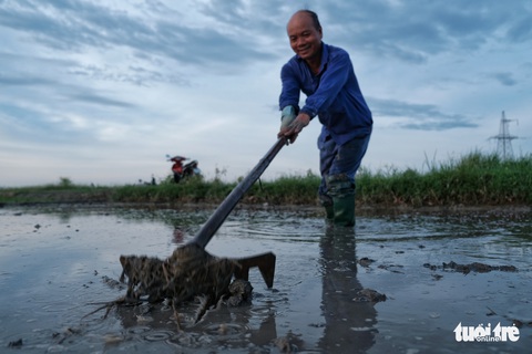 Tránh nắng nóng 40 độ, nông dân Hà Nội đi cấy lúa từ giữa khuya - Ảnh 8. Tránh nắng nóng 40 độ, nông dân Hà Nội đi cấy lúa từ giữa khuya - Ảnh 8.