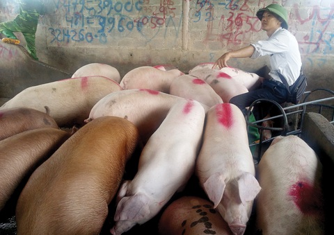 Vào chợ lợn lớn nhất miền Bắc - Ảnh 2. Vào chợ lợn lớn nhất miền Bắc - Ảnh 2.