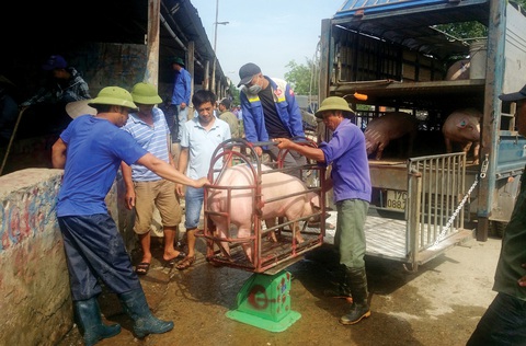 Vào chợ lợn lớn nhất miền Bắc - Ảnh 1. Vào chợ lợn lớn nhất miền Bắc - Ảnh 1.