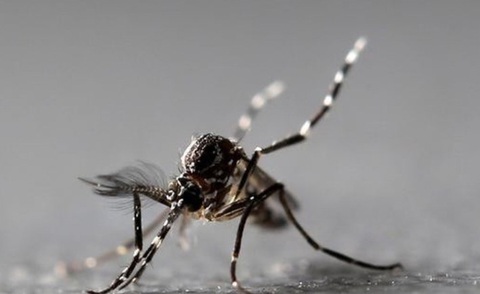 Muỗi chích có làm lây nhiễm virus corona như sốt xuất huyết? - Ảnh 1. Muỗi chích có làm lây nhiễm virus corona như sốt xuất huyết? - Ảnh 1.