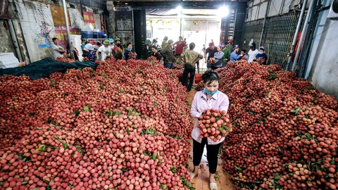 6 tháng đầu năm 2019, nông sản qua Trung Quốc giảm mạnh, tại sao? - Ảnh 1. 6 tháng đầu năm 2019, nông sản qua Trung Quốc giảm mạnh, tại sao? - Ảnh 1.