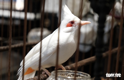 Chiêm ngưỡng chào mào bạch vương độc nhất vô nhị, giá nửa tỉ không bán - Ảnh 6. Chiêm ngưỡng chào mào bạch vương độc nhất vô nhị, giá nửa tỉ không bán - Ảnh 6.
