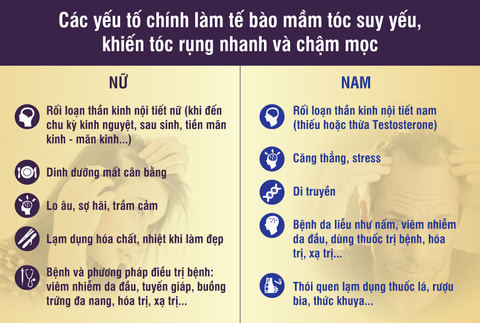 Muốn tóc mọc khỏe, đẹp, phải chăm từ tế bào mầm tóc - Ảnh 2. Muốn tóc mọc khỏe, đẹp, phải chăm từ tế bào mầm tóc - Ảnh 2.