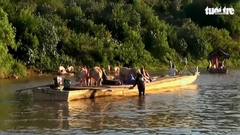 Heo lậu đi thuyền vượt biên qua sông vào Quảng Trị - Ảnh 1. Heo lậu đi thuyền vượt biên qua sông vào Quảng Trị - Ảnh 1.