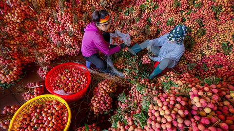 Vụ mùa đặc biệt của vải thiều Lục Ngạn - Ảnh 3. Vụ mùa đặc biệt của vải thiều Lục Ngạn - Ảnh 3.