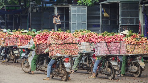 Vụ mùa đặc biệt của vải thiều Lục Ngạn - Ảnh 5. Vụ mùa đặc biệt của vải thiều Lục Ngạn - Ảnh 5.