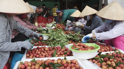 Vụ mùa đặc biệt của vải thiều Lục Ngạn - Ảnh 7. Vụ mùa đặc biệt của vải thiều Lục Ngạn - Ảnh 7.