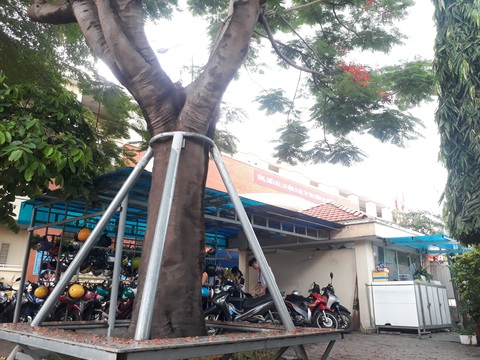 Cây phượng mục mang chân kiềng ở Trường THCS Lê Văn Tám - Ảnh 3. Cây phượng mục mang chân kiềng ở Trường THCS Lê Văn Tám - Ảnh 3.
