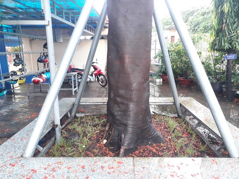 Cây phượng mục mang chân kiềng ở Trường THCS Lê Văn Tám - Ảnh 2. Cây phượng mục mang chân kiềng ở Trường THCS Lê Văn Tám - Ảnh 2.