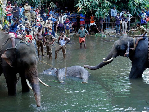 Voi mang thai chết vì ăn trái cây nhét pháo bên trong - Ảnh 1. Voi mang thai chết vì ăn trái cây nhét pháo bên trong - Ảnh 1.