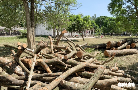 Cắt trụi xà cừ cổ thụ 40 năm là sự cố đáng tiếc, trường rút kinh nghiệm - Ảnh 2. Cắt trụi xà cừ cổ thụ 40 năm là sự cố đáng tiếc, trường rút kinh nghiệm - Ảnh 2.