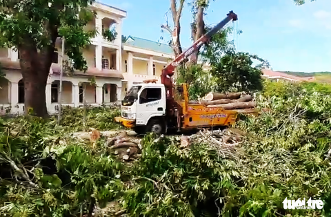 Cắt trụi xà cừ cổ thụ 40 năm là sự cố đáng tiếc, trường rút kinh nghiệm - Ảnh 1. Cắt trụi xà cừ cổ thụ 40 năm là sự cố đáng tiếc, trường rút kinh nghiệm - Ảnh 1.