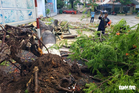 Phượng bật gốc giờ ra chơi, 3 nữ sinh ngồi ghế đá dưới gốc tháo chạy kịp - Ảnh 1. Phượng bật gốc giờ ra chơi, 3 nữ sinh ngồi ghế đá dưới gốc tháo chạy kịp - Ảnh 1.