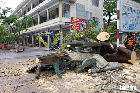 Phượng bật gốc giờ ra chơi, 3 nữ sinh ngồi ghế đá dưới gốc tháo chạy kịp - Ảnh 3. Phượng bật gốc giờ ra chơi, 3 nữ sinh ngồi ghế đá dưới gốc tháo chạy kịp - Ảnh 3.
