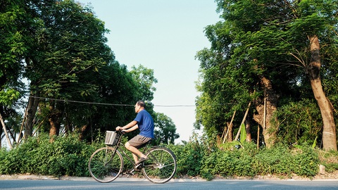 Hơn 100 cây cổ thụ ở Hà Nội bị bứng lên rồi... bỏ rơi - Ảnh 1. Hơn 100 cây cổ thụ ở Hà Nội bị bứng lên rồi... bỏ rơi - Ảnh 1.