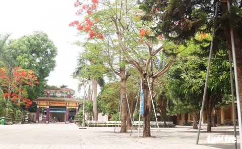 Mặc áo giáp’ cho cây xanh trong trường học - Ảnh 2. Mặc áo giáp’ cho cây xanh trong trường học - Ảnh 2.