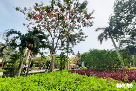 Mặc áo giáp’ cho cây xanh trong trường học - Ảnh 5. Mặc áo giáp’ cho cây xanh trong trường học - Ảnh 5.