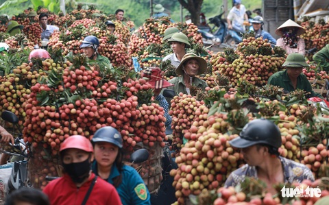 Vải thiều Lục Ngạn giá ổn định từ 25.000 - 35.000 đồng/kg - Ảnh 3. Vải thiều Lục Ngạn giá ổn định từ 25.000 - 35.000 đồng/kg - Ảnh 3.