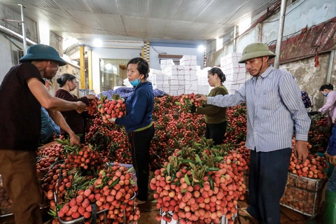 Vải thiều Bắc Giang lên 40.000 - 45.000 đồng/kg, dự báo giá tiếp tục tăng - Ảnh 1. Vải thiều Bắc Giang lên 40.000 - 45.000 đồng/kg, dự báo giá tiếp tục tăng - Ảnh 1.