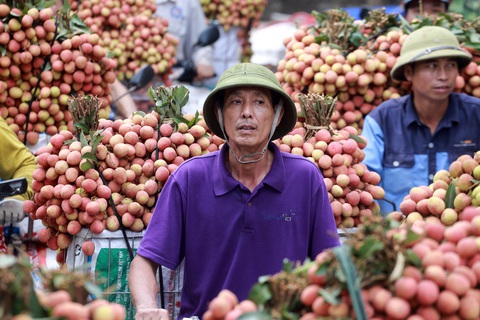 Toàn bộ thương nhân Trung Quốc phải cách ly khi sang Việt Nam mua vải thiều Lục Ngạn - Ảnh 1. Toàn bộ thương nhân Trung Quốc phải cách ly khi sang Việt Nam mua vải thiều Lục Ngạn - Ảnh 1.