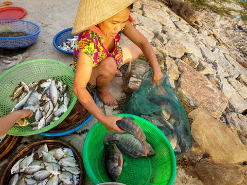 Vẻ đẹp trù phú của vùng nước Tam Giang - Cầu Hai - Ảnh 8. Vẻ đẹp trù phú của vùng nước Tam Giang - Cầu Hai - Ảnh 8.