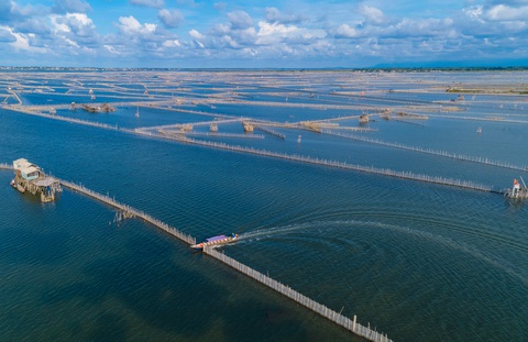 Vẻ đẹp trù phú của vùng nước Tam Giang - Cầu Hai - Ảnh 4. Vẻ đẹp trù phú của vùng nước Tam Giang - Cầu Hai - Ảnh 4.