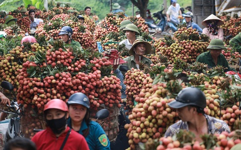 Vải thiều được mùa, trúng giá - Ảnh 1. Vải thiều được mùa, trúng giá - Ảnh 1.