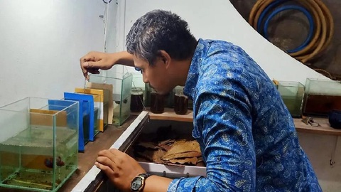 Nuôi cá nở rộ vì giãn cách xã hội ở Indonesia - Ảnh 1. Nuôi cá nở rộ vì giãn cách xã hội ở Indonesia - Ảnh 1.