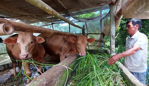 Nhà vườn lao đao vượt khó - Kỳ 2: Nhà vườn sa nợ - Ảnh 3. Nhà vườn lao đao vượt khó - Kỳ 2: Nhà vườn sa nợ - Ảnh 3.