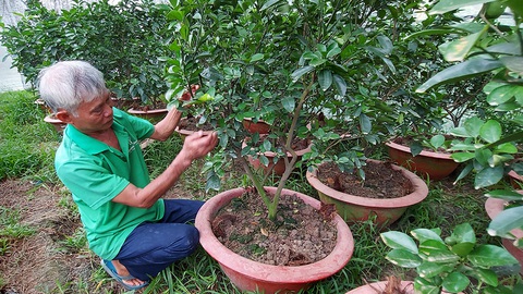 Nhà vườn lao đao vượt khó - Kỳ 3: Bỏ cây bạc tỉ, chọn cây an toàn - Ảnh 3. Nhà vườn lao đao vượt khó - Kỳ 3: Bỏ cây bạc tỉ, chọn cây an toàn - Ảnh 3.