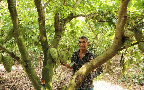 Nhà vườn lao đao vượt khó - Kỳ 4: Liên kết để làm giàu - Ảnh 1. Nhà vườn lao đao vượt khó - Kỳ 4: Liên kết để làm giàu - Ảnh 1.