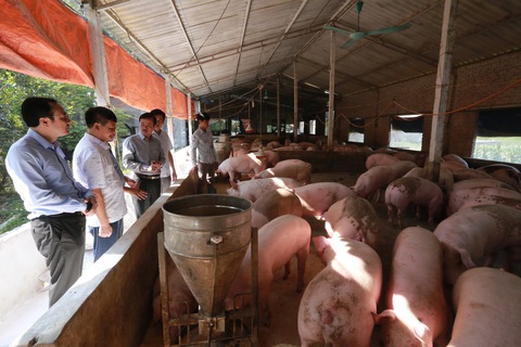 Bằng mọi giá, quý 4-2020 phải đủ nguồn cung thịt heo - Ảnh 1. Bằng mọi giá, quý 4-2020 phải đủ nguồn cung thịt heo - Ảnh 1.
