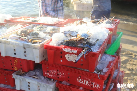 Nhộn nhịp làng chài Phước Hải 100 năm tuổi - Ảnh 7. Nhộn nhịp làng chài Phước Hải 100 năm tuổi - Ảnh 7.