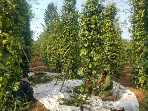 Vụ hồ tiêu mắc kẹt tại Nepal: Doanh nghiệp lo hàng bị bán đấu giá - Ảnh 1. Vụ hồ tiêu mắc kẹt tại Nepal: Doanh nghiệp lo hàng bị bán đấu giá - Ảnh 1.