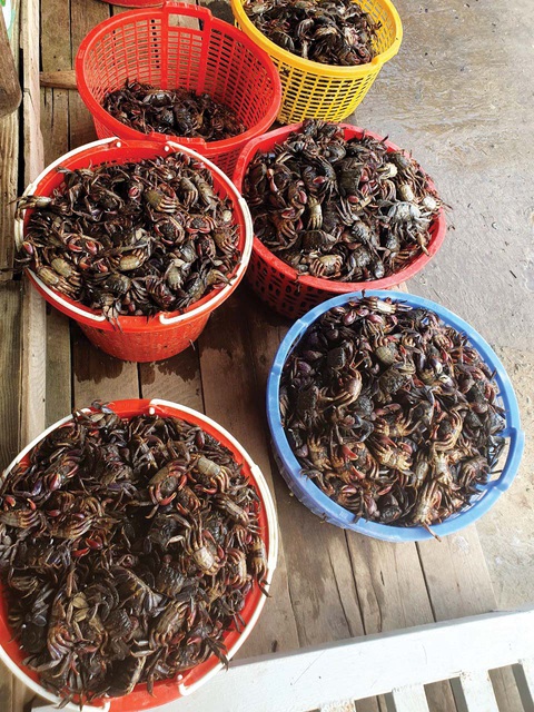 Ở nơi ba khía mở hội mở hè - Ảnh 5. Ở nơi ba khía mở hội mở hè - Ảnh 5.