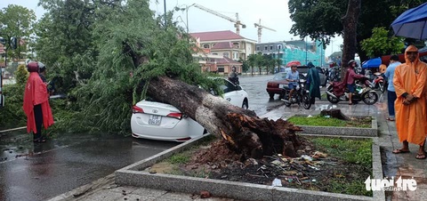Cây me lớn bật gốc đè ôtô giữa mưa dông - Ảnh 1. Cây me lớn bật gốc đè ôtô giữa mưa dông - Ảnh 1.