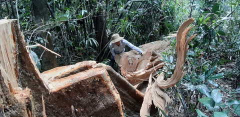 Điều tra vụ hạt trưởng kiểm lâm bị điện thoại dọa ‘coi chừng tính mạng’ - Ảnh 1. Điều tra vụ hạt trưởng kiểm lâm bị điện thoại dọa ‘coi chừng tính mạng’ - Ảnh 1.