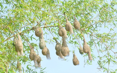 Tìm về thiên đường xanh ở khu bảo tồn Láng Sen - Ảnh 2. Tìm về thiên đường xanh ở khu bảo tồn Láng Sen - Ảnh 2.