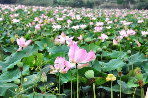 Tìm về thiên đường xanh ở khu bảo tồn Láng Sen - Ảnh 4. Tìm về thiên đường xanh ở khu bảo tồn Láng Sen - Ảnh 4.