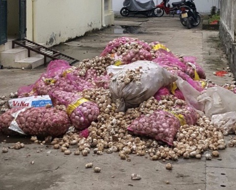 Cả tấn tỏi Trung Quốc trôi sông, dân thu gom báo chính quyền - Ảnh 2. Cả tấn tỏi Trung Quốc trôi sông, dân thu gom báo chính quyền - Ảnh 2.