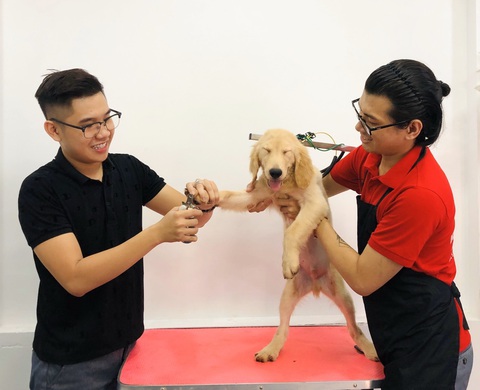Làm đẹp cho thú cưng - Ảnh 1. Làm đẹp cho thú cưng - Ảnh 1.